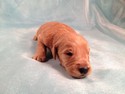 Male Goldendoodle #10 For sale In Iowa Ready December 2012
